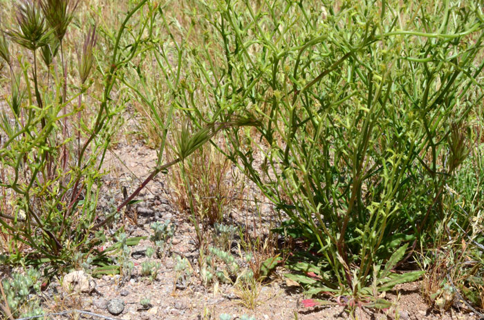 Chorizanthe brevicornu, Brittle Spineflower